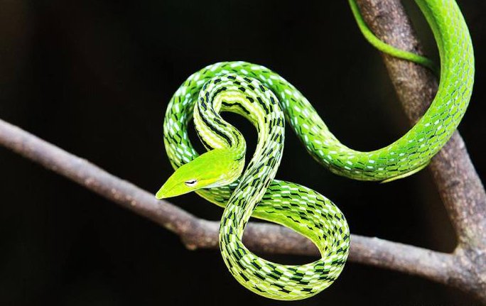 蛇体的温度究竟是多少？