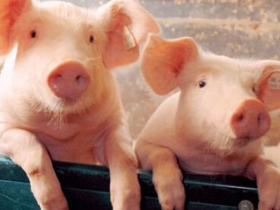 关于猪的可爱昵称有哪些？