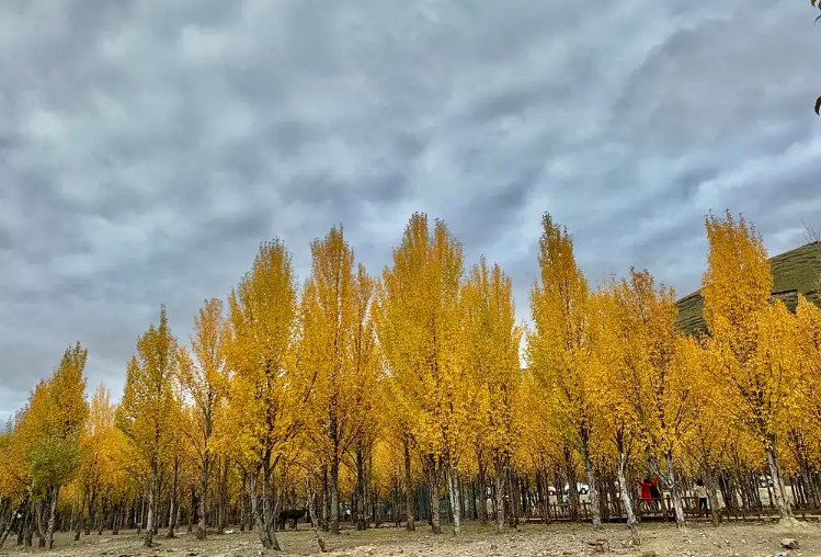 青杨是什么意思