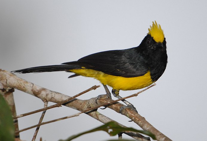 冕雀的形态特征