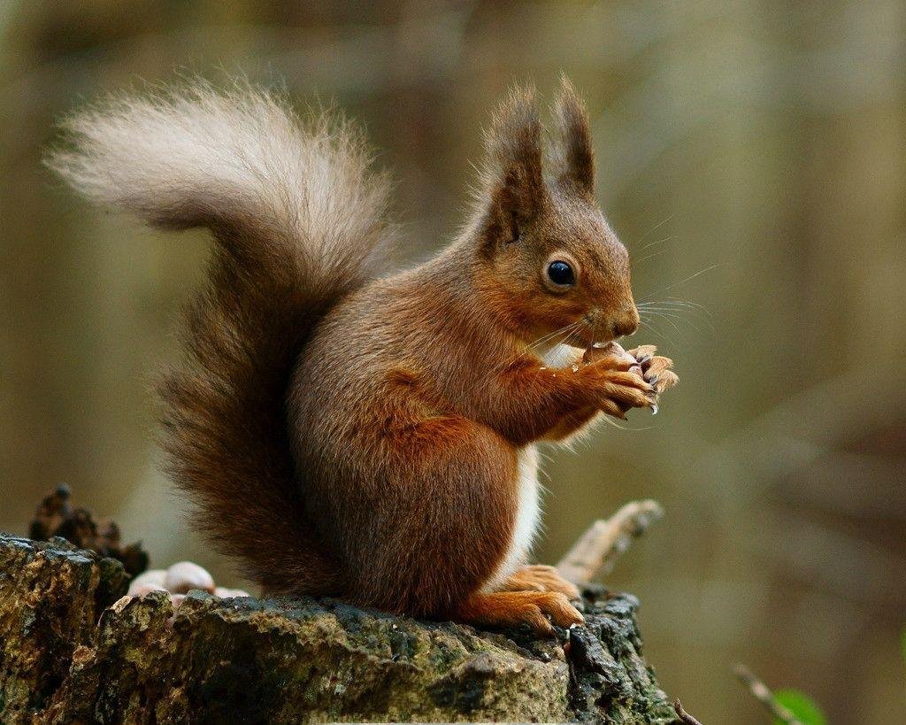 松鼠是不是国家保护动物