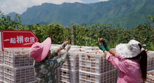 多多买菜客服电话多少？