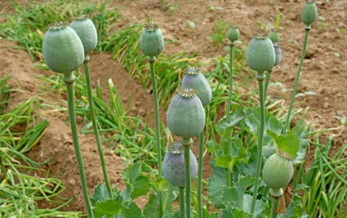 为何有些餐饮店老板要往食物里添加罂粟粉？