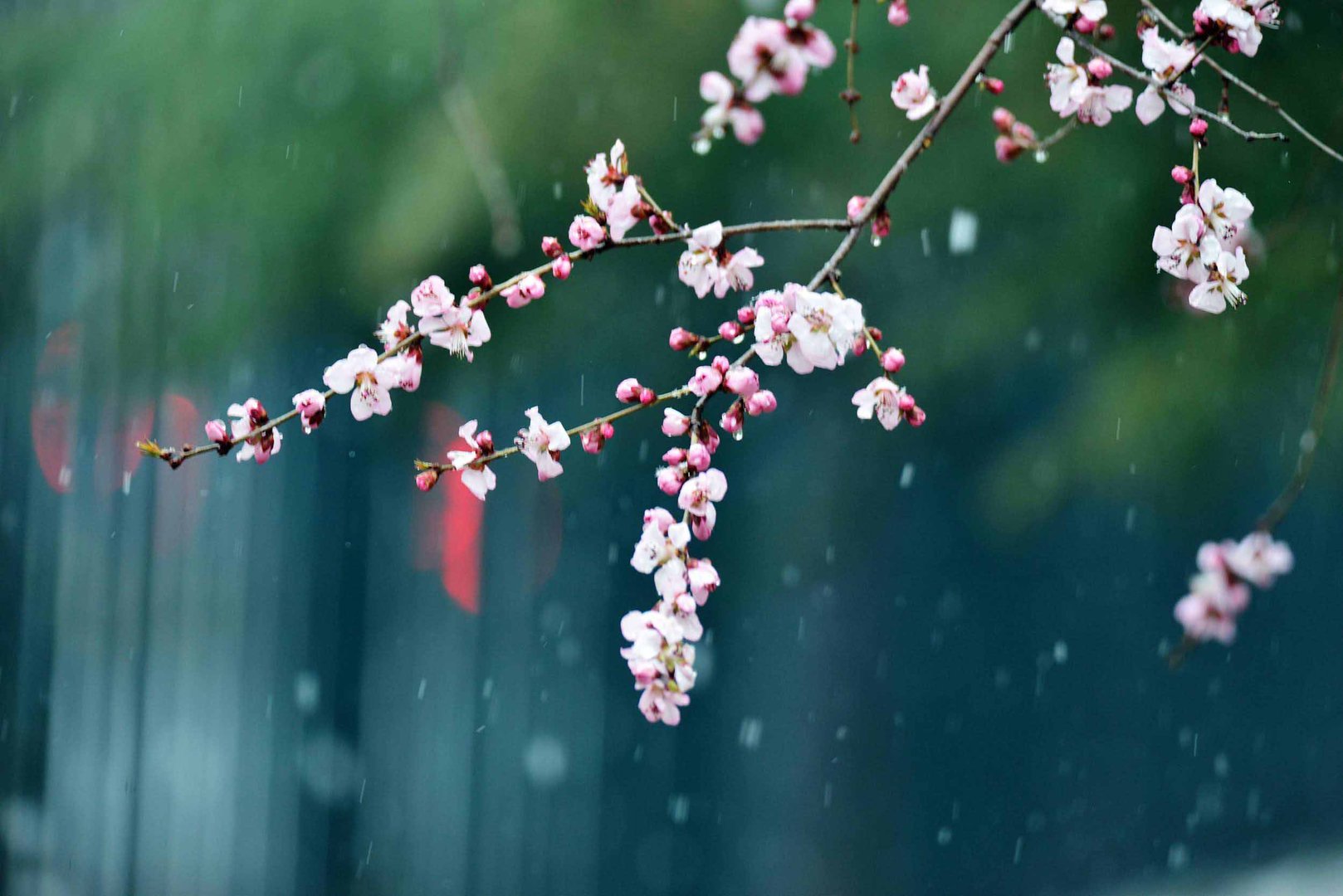 三月飞雪是什么意思啊?