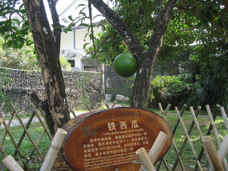 有多年生的西瓜树吗?