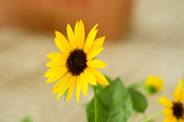 向日葵的传播方式是什么