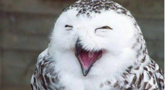 咯咯是什么意思