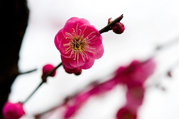 “梅开二度”是什么意思啊？