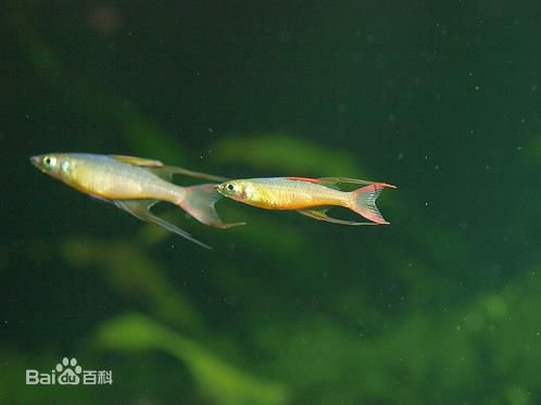 燕子美人灯鱼的主要品种