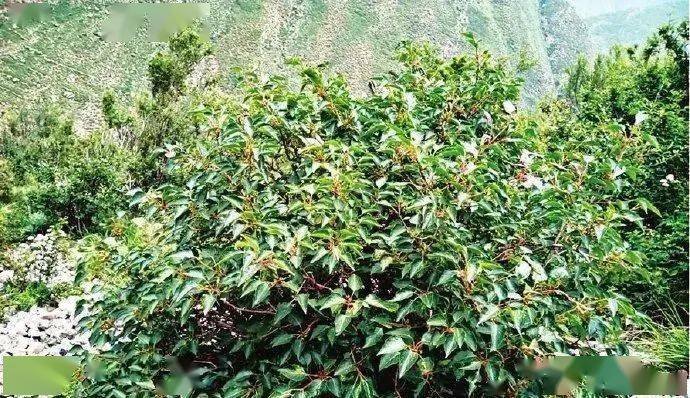 五台山发现极危物种丁香叶忍冬，这种植物有什么特点？