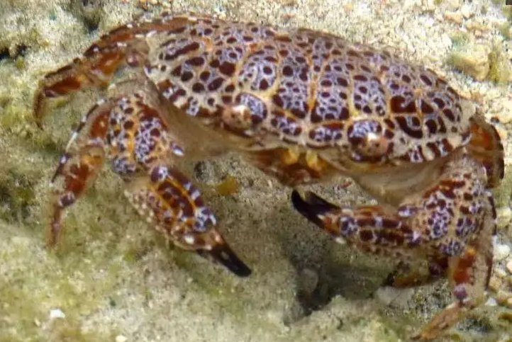 世界最危险的四大螃蟹