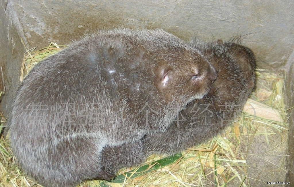芒鼠的生活习性