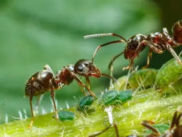 蚂蚁数藏是什么意思