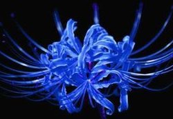 蓝色彼岸花真的存在吗