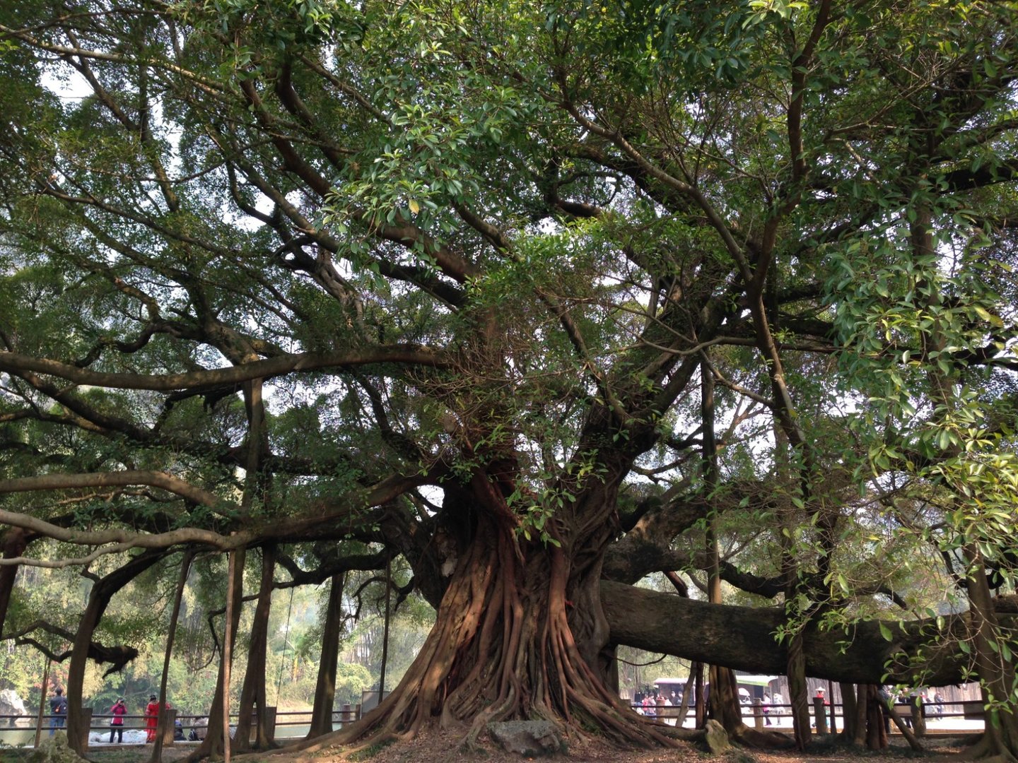 世界上最大的大榕树的资料