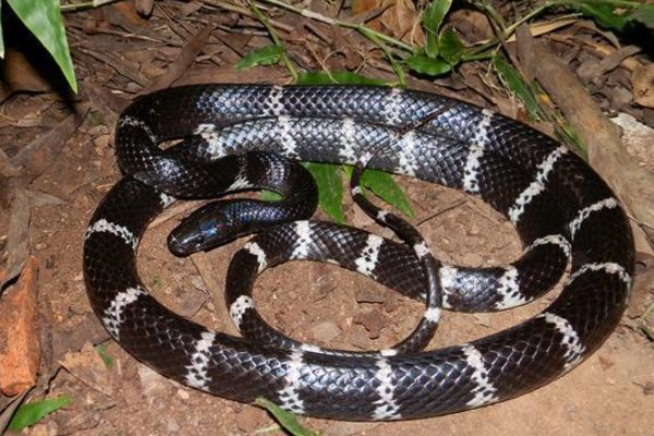 农村十大毒蛇都是哪些？