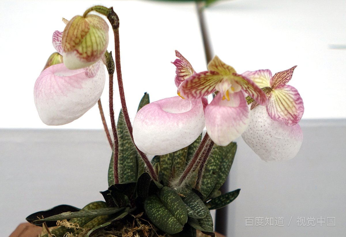 《少年阿超》观后感怎么写？