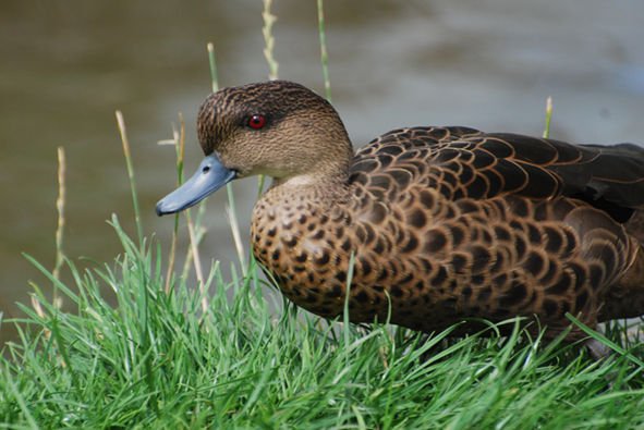 灰鸭的保护等级