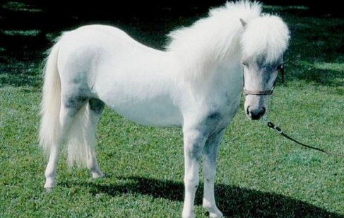 白马飞飞的真实故事是什么