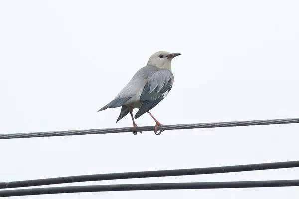 白雀是什么鸟？