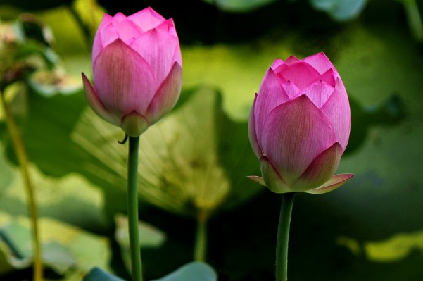 蓓蕾的意思是什么