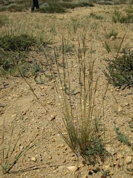短花针茅的各地种群