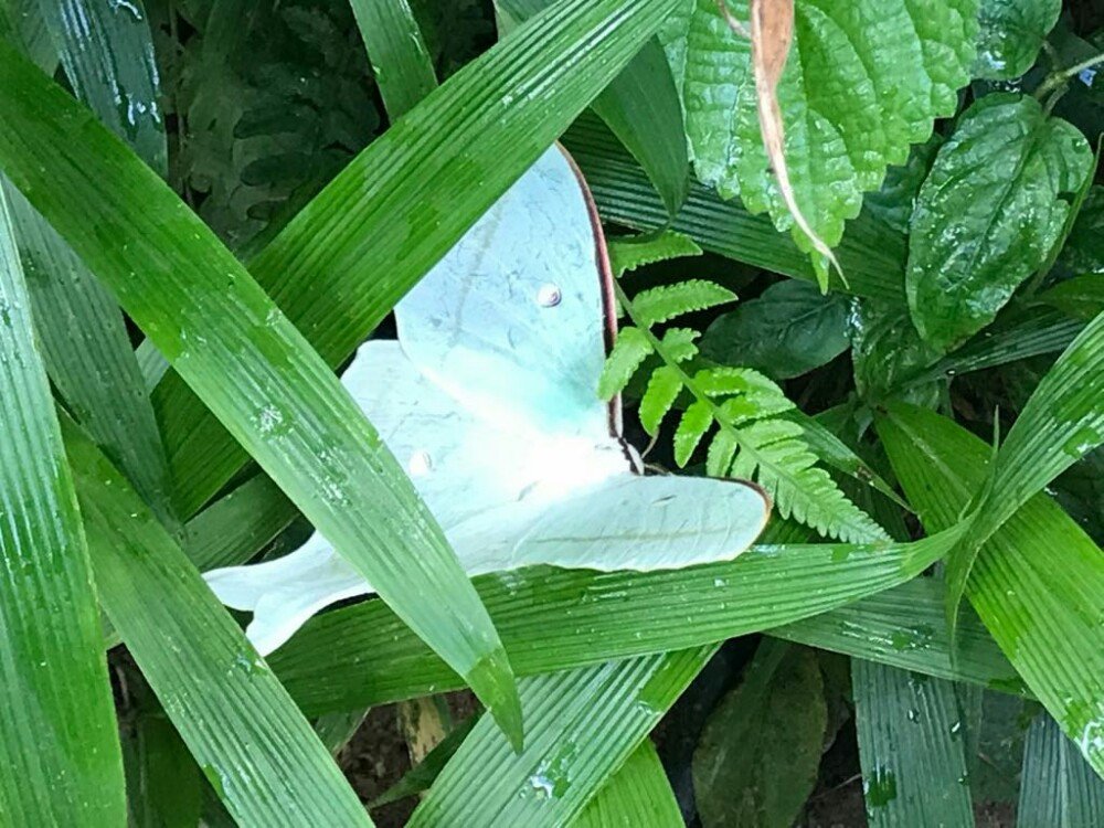 长尾水青娥长什么样子?这种动物成年后能有多大?