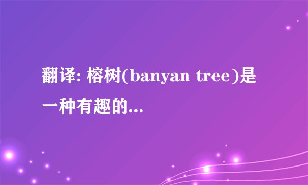 翻译: 榕树(banyan tree)是一种有趣的树，它的许多根是从树枝上往下生长的 (with)