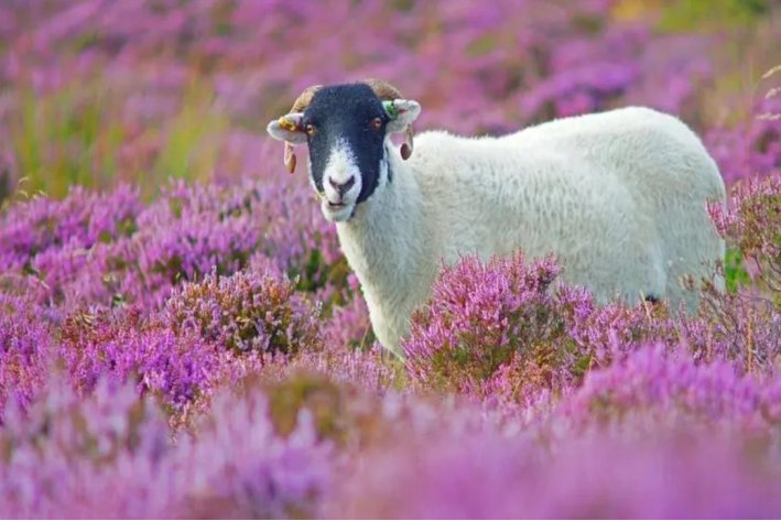 大本大宗什么肖