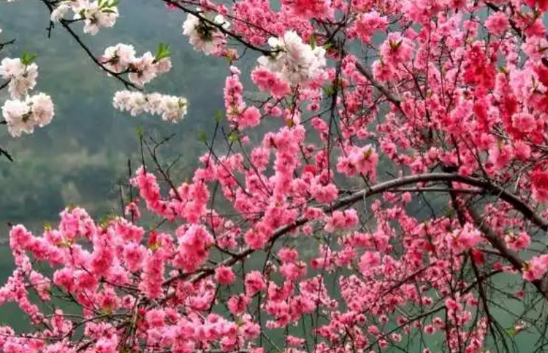 争妍斗艳是什么意思