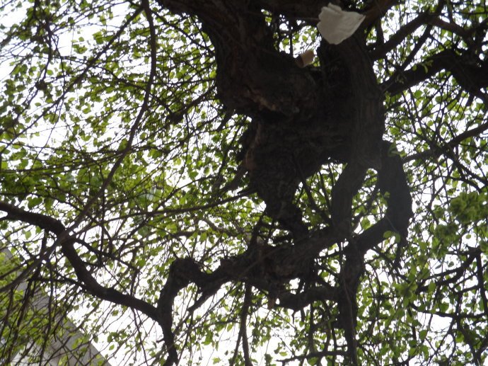 黑榆的繁殖方法