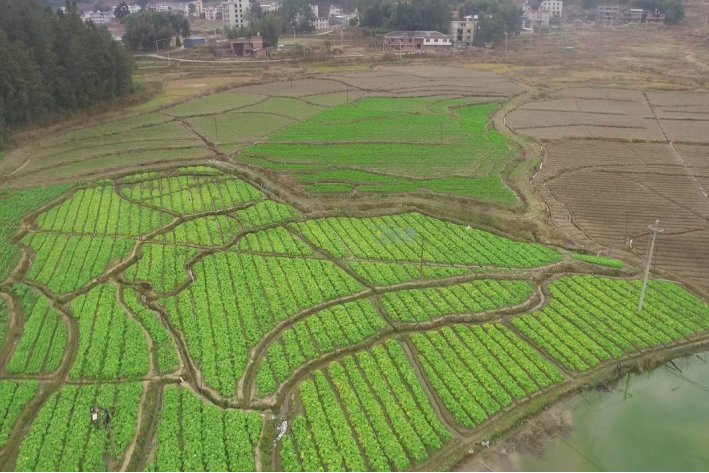 肥水不流外人田是褒义词吗