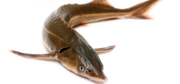 锉鱼，好像叫桃花鲟，求学术名称和图片