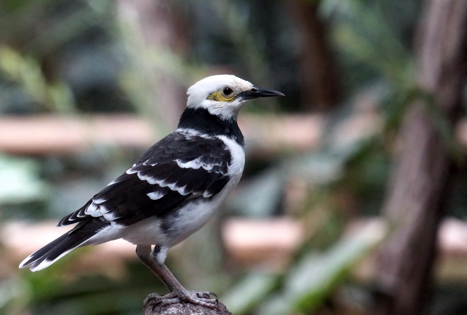 广东人叫花哥的是什么鸟