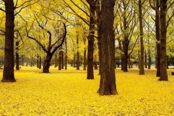 怅然的拼音和意思