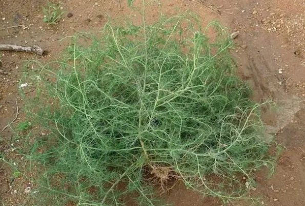 风滚草在中国叫什么