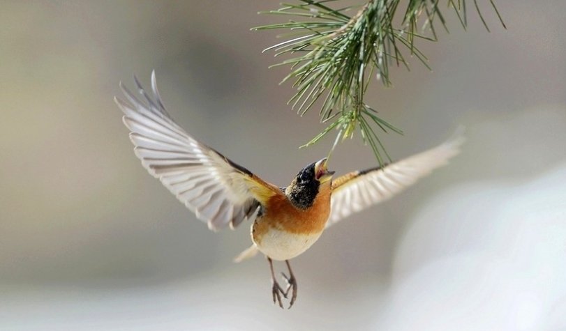 小鸟的拼音怎么写