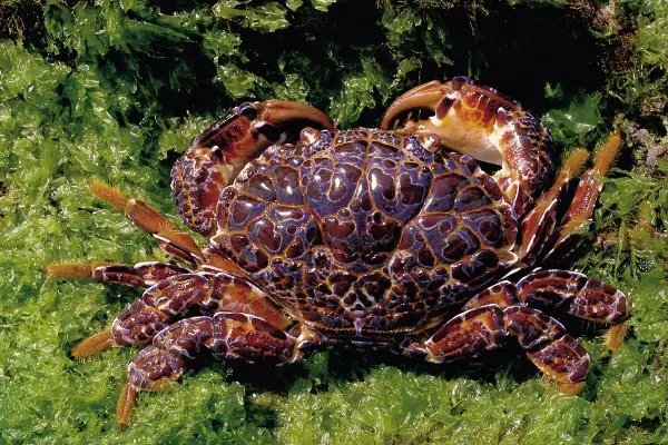 世界最危险的四大螃蟹