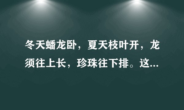 冬天蟠龙卧，夏天枝叶开，龙须往上长，珍珠往下排。这是一种什么植物？