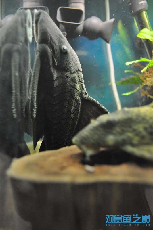 蓝眼皇冠豹的介绍