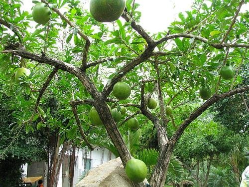 有多年生的西瓜树吗?