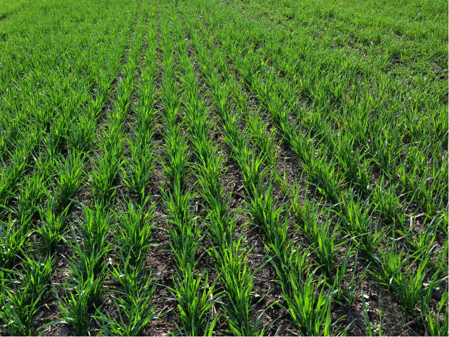 播种小麦的最佳时期