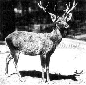 鬣鹿的栖息环境