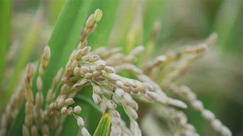 关于袁爷爷的手抄报内容