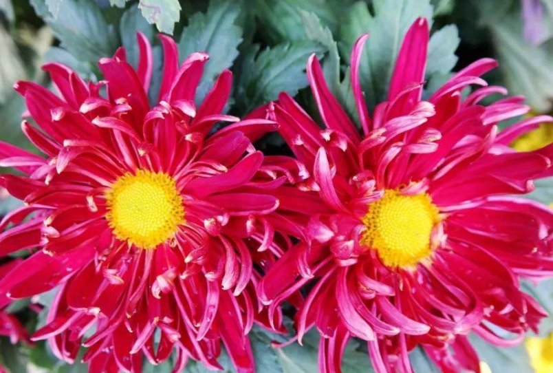 争妍斗艳是什么意思