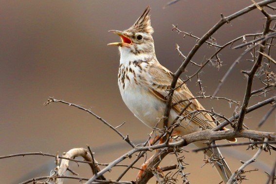 百的笔顺怎么写