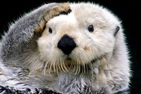 鳄鱼怕什么动物？