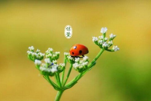 在二十四节气中,春分过后依次是什么