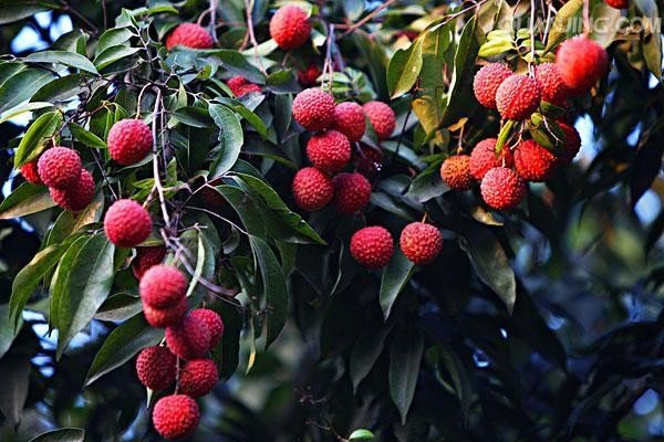 lychee是外来词吗