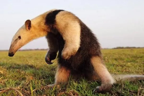 壮的拼音怎么拼写